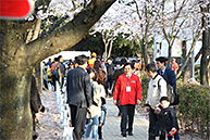 창원 벚꽃길 인사