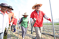 농촌 일손돕기 봉사활동-고추밭 지주대 세우기