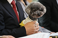 국민과 함께하는 2020 희망공약개발단 반려동물 공약 발표